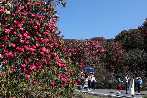 貴州畢節 杜鵑花開游客來